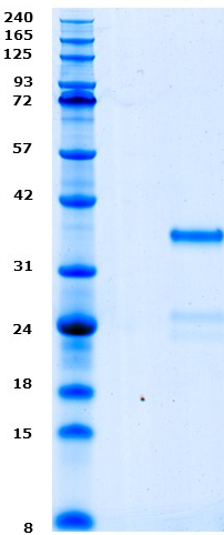 Proteros Product Image - JAK1 (human) (849-1154) 