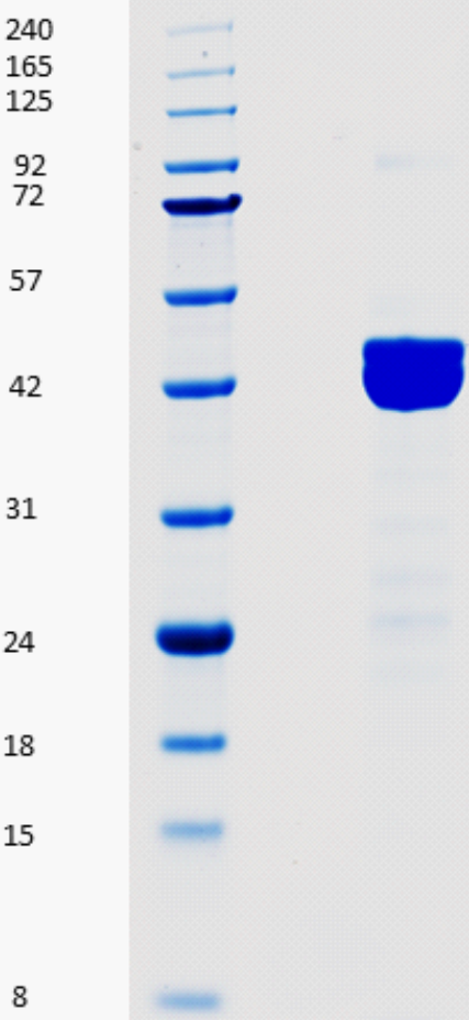 Proteros Product Image - KDM2A (human) (1-383) 