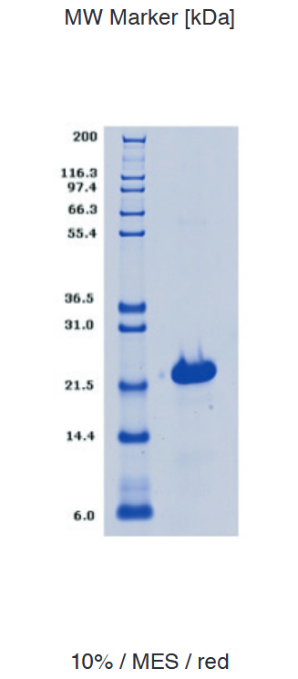 Proteros Product Image - K-RAS (Sv1-169) (Q61H) 