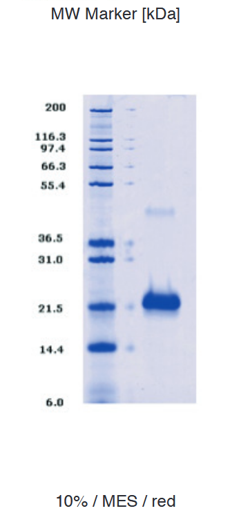 Proteros Product Image - K-RAS (Sv1-169) (G12D; Q61H) 