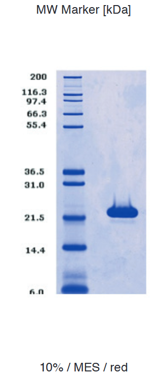 Proteros Product Image - K-RAS (Sv1-169) (G12D; Q61H; C118S) 