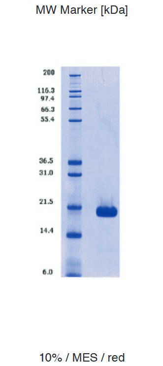 Proteros Product Image - K-RAS (Sv1-169) (G12V; Q61H) 