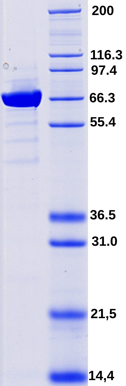 Proteros Product Image - LSD1 (human) (172-831) 