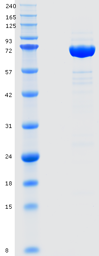 Proteros Product Image - LSD1 (human) (172-833) 