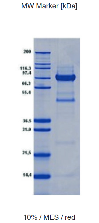 Proteros Product Image - LSD1 (human) (172-835) 