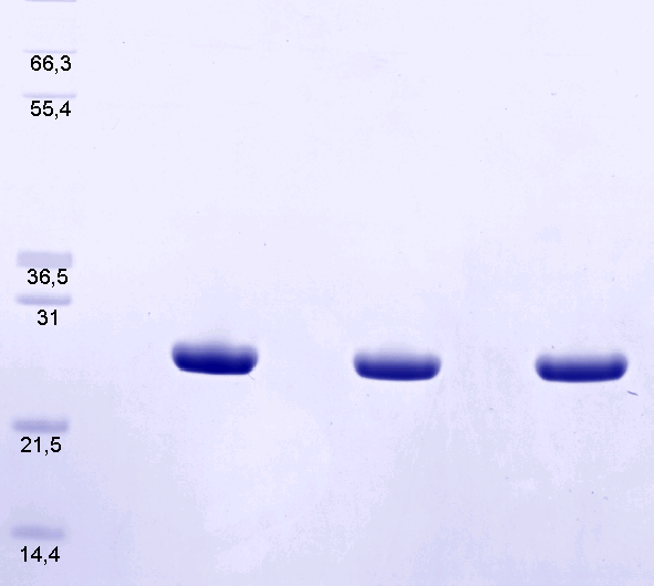 Proteros Product Image - LXR beta (human) (213-461) (K240A, R241A, R411A) 