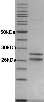 Proteros Product Image - LXRalpha (human) (207-447) + RXR (human) (295-533) 