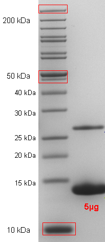 Proteros Product Image - Mdm2 (human) (17-125) 