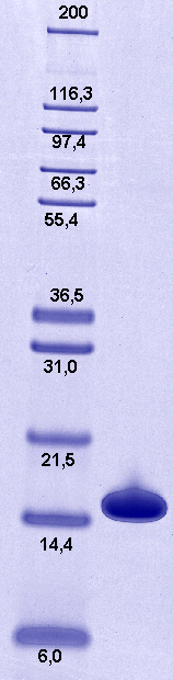 Proteros Product Image - Mdm2 (human) (7-125) 