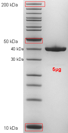 Proteros Product Image - MEK1 (human) (35-393) (S298N, S299K, Y300F) 