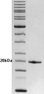 Proteros Product Image - MMP-13 (human) (104-274) (E223Q) 