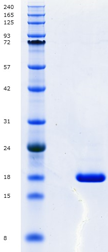 Proteros Product Image - MMP-9 (human) (107-443) deletion of insertion domain (217-391) and E402Q 