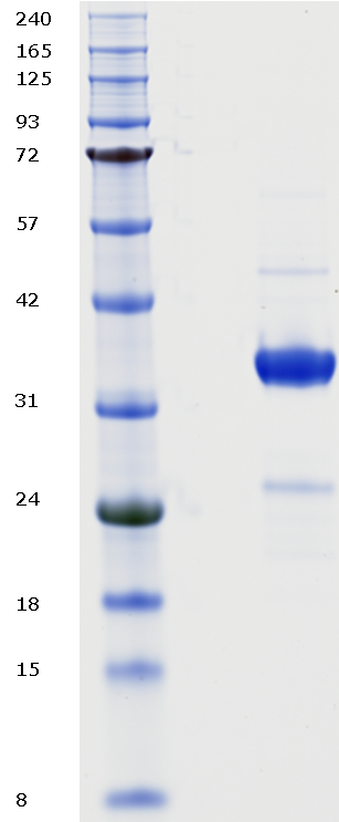 Proteros Product Image - Mnk2 (human) (72-385) 