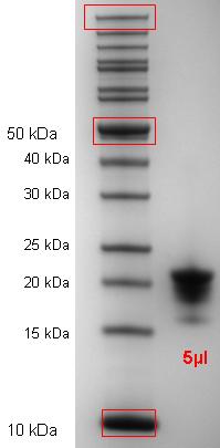 Proteros Product Image - NleF (human) (1-189) 