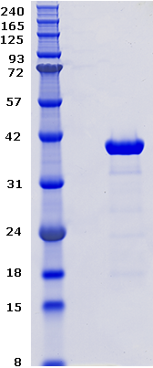 Proteros Product Image - p38 (human) (1-360) 