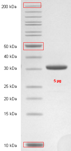 Proteros Product Image - PAK1 (human) (249-545) (K299R) 