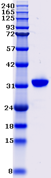 Proteros Product Image - PAK4 (human) (300-591) 