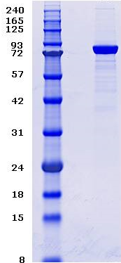 Proteros Product Image - PDE10A (human) (14-779) 