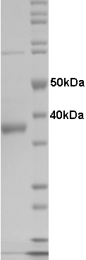 Proteros Product Image - PDE2A3 (human) (578-915) 