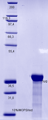 Proteros Product Image - PDE4A (human) (352-685).docx