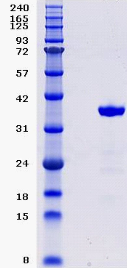 Proteros Product Image - PDE4B2B (human) (152-484) 