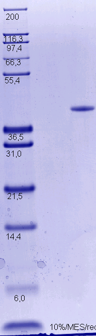 Proteros Product Image - PDE7A (human) (130-482) 