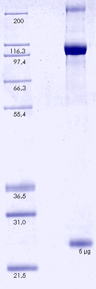 Proteros Product Image - PI3K alpha (human) (1-1068) + p85 (bovine) (431-600) 