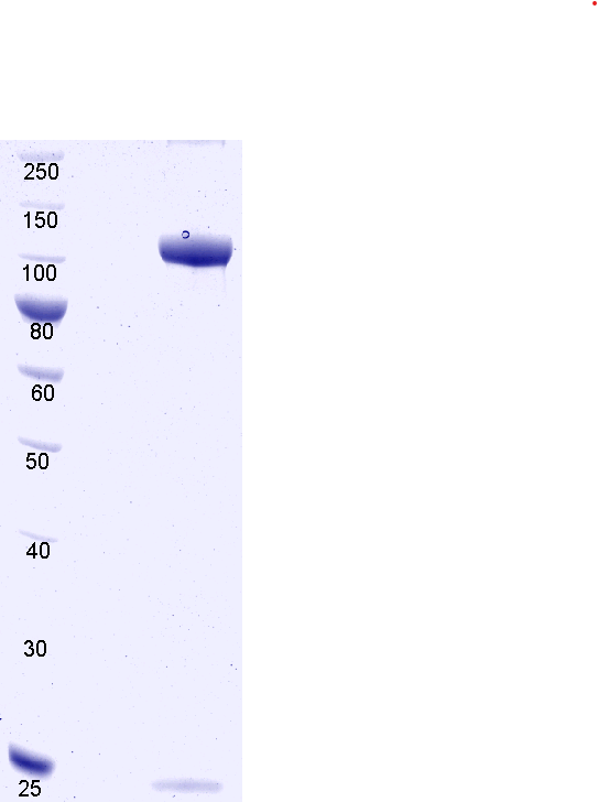 Proteros Product Image - PI3K alpha (human) (8-1052) + p85 (bovine) (431-600) 