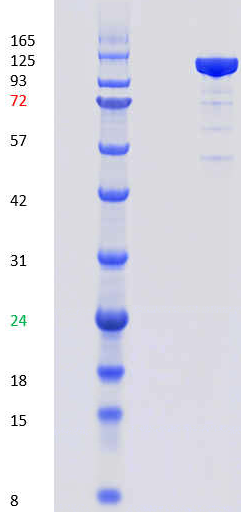 Proteros Product Image - PI3K gamma (human) (1-1102) 