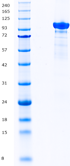 Proteros Product Image - PI3K gamma (human) (144-1102) 