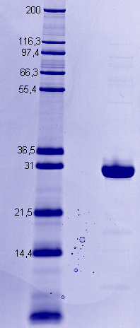 Proteros Product Image - PLK4 (human) (1-271) (T170D) 