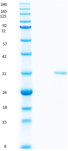 Proteros Product Image - PPAR delta (human) (165-441) 