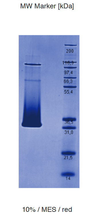 Proteros Product Image - PPAR gamma (human) (223-505) 