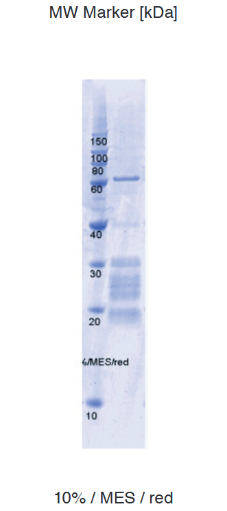 Proteros Product Image - Yeast Proteasome (20S core particle) 