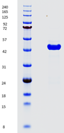 Proteros Product Image - Rho-Kinase II (18-417)