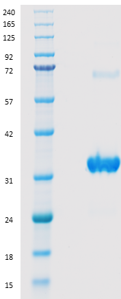 Proteros Product Image - ROS-1 (human) (1930-2235) 