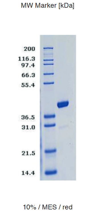 Proteros Product Image - RSK2 (murine) (44-367) (V46G) 