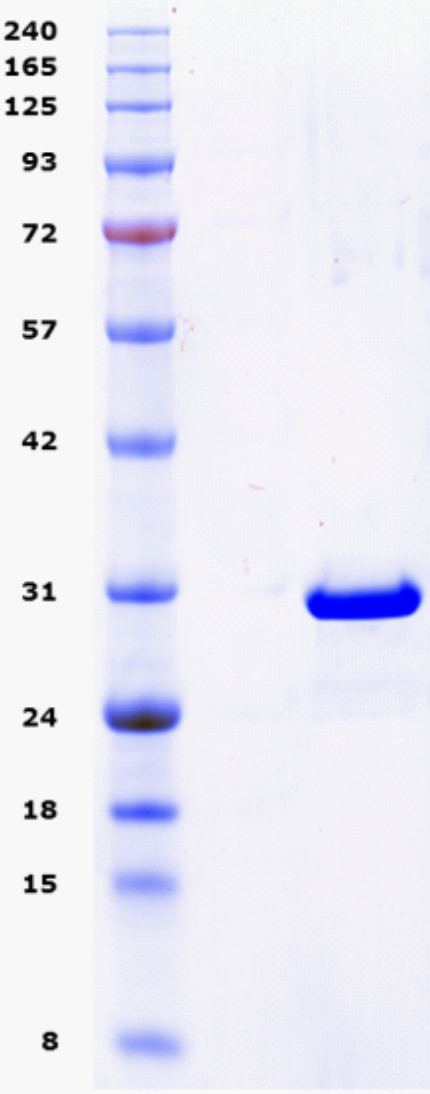 Proteros Product Image - Src (255-524)