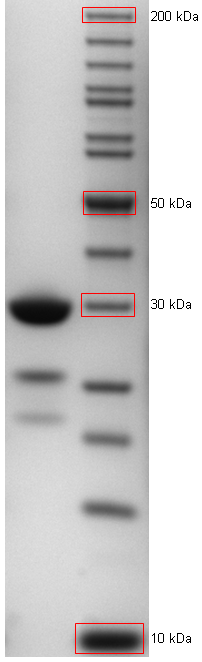 Proteros Product Image - STK33 (human) (109-390) 
