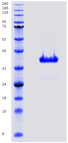 Proteros Product Image - TAK1 (human) (31-303) -TAB1 (human) (468-504) 