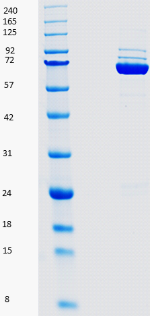 Proteros Product Image - TBK1 (11-665)