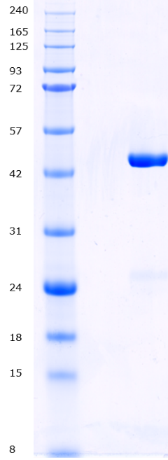 Proteros Product Image - TBK1 (human) (1-385)-HIS (D135N) 