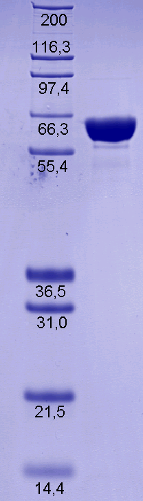 Proteros Product Image - DNA-Topoisomerase I (E.coli) (1-592) 