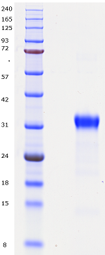 Proteros Product Image - Trk-A (human) (483-796) 