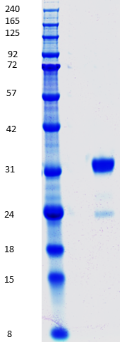 Proteros Product Image - TYK2 (human) (888-1178) (Q969A, E971A, K972A, C1142A, C939A) 