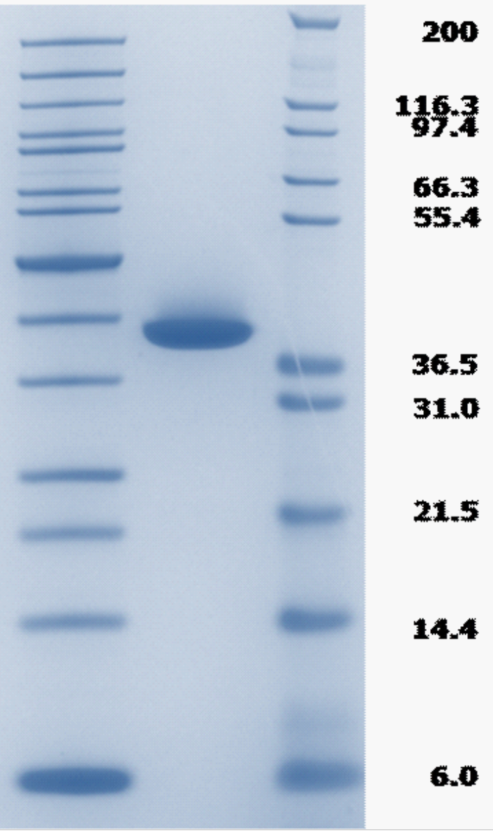 Proteros Product Image - USP2 (human) (258-605) 