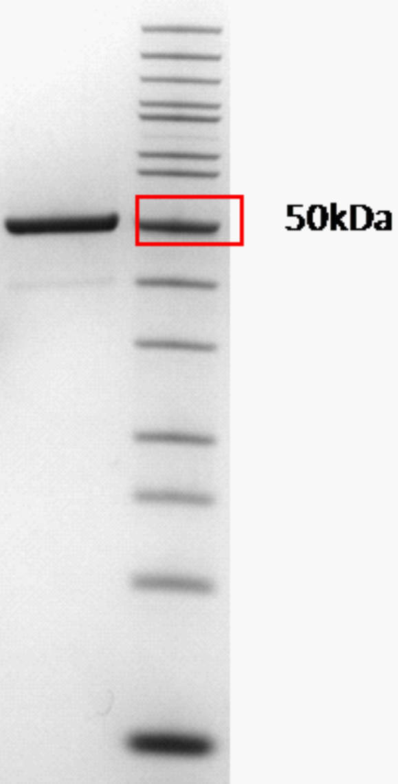 Proteros Product Image - USP2 (human) (260-605)-GSGSGS-FLAG-Ubiquitin (1-71) (E472A, K473A) 