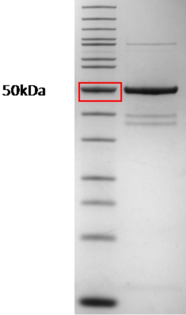 Proteros Product Image - USP2 (human) (260-605)-GSGSGSTNTRPTNYPG-Ubiquitin (1-71) (E472A, K473A) 