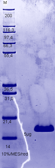 Proteros Product Image - Bcl-2 (human) (1-201) -delta(46-91) 