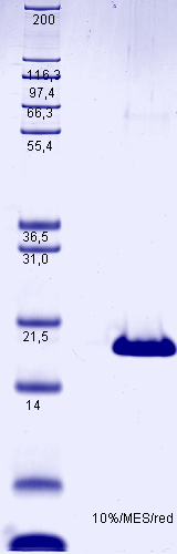 Proteros Product Image - Bcl-2 (human) (1-201) -delta(53-91)-HIS 